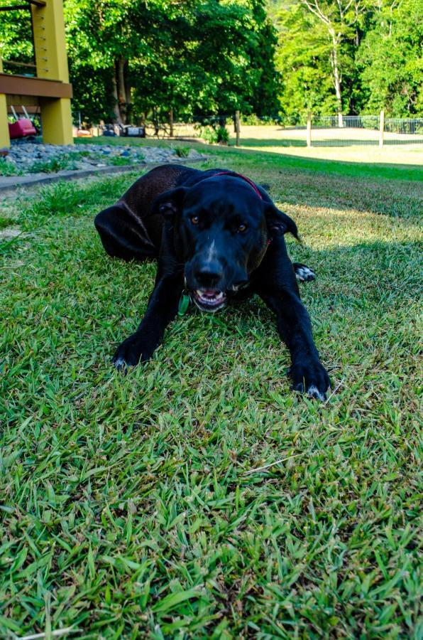 Cairns Homestead Redlynch Pet And Family Friendly Exterior foto